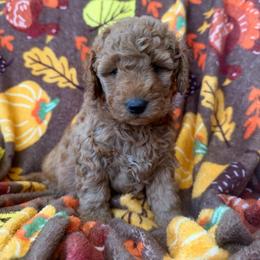 Chase - Red  male Goldendoodle puppy in Mayville, Michigan from Guiding Light Doodles