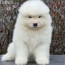 Samoyed Puppies from Snowshoe Samoyeds