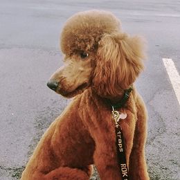Poodle All Grown Up from Raspberry Woods Standard Poodles