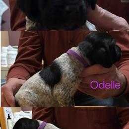 Girl 6 - Liver and white female German Shorthaired Pointer puppy in Topeka, Kansas from Autumn Prairie Kennel