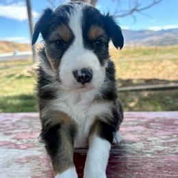 Scout - Black tri-color female Australian Shepherd puppy in Preston, Idaho from KC Bar Ranch Aussies