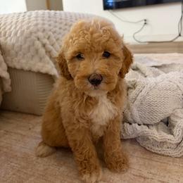 Maple - Apricot female Goldendoodle puppy in Loma Rica, California from BloomingPuppies