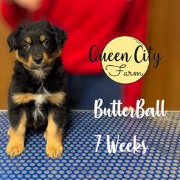 Butter Ball (grey) - Black tri-color male Australian Shepherd puppy in Falmouth, Kentucky from Queen City Farm