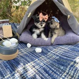 Miniature Schnauzer Puppies from Schnauzers on Robinson Lane