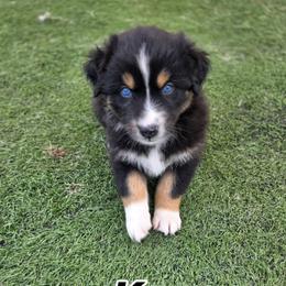 Kanga - Black tri-color female Australian Shepherd puppy in Annville, Pennsylvania from Creekside Aussies LLC
