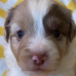 Will the Wise - Red merle male Miniature Australian Shepherd puppy in California, Kentucky from Sonlight Ridge Aussies
