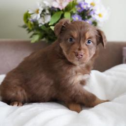 Moose - Red tri-color male Australian Shepherd puppy in Kokomo, Indiana from North Central Aussies