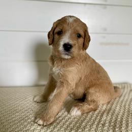 Felix - Red  male Goldendoodle puppy in Stanford, Kentucky from Holloway Goldendoodles