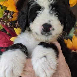 Lavender - Black and white female Bernedoodle puppy in Shiloh, Georgia from Doodle Mountain
