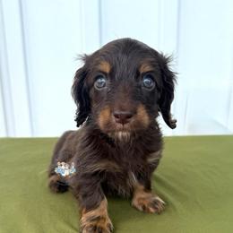 S'mores - Chocolate and tan male Dachshund puppy in Cave City, Kentucky from Mammoth Cave Dachshunds