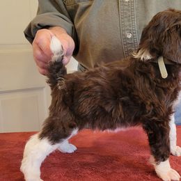 Poodle Puppies from Chapel Hill Poodles