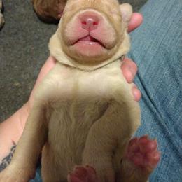 Chesapeake Bay Retriever Puppies from GemiLamb Gun Dogs