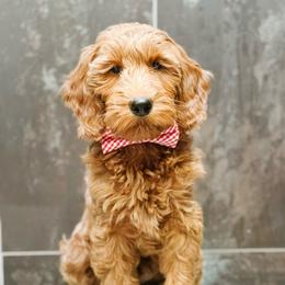Valentin - Apricot male Goldendoodle puppy in Pasco, Washington from Camp Doodle Woods