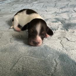 Maple-Boy 2 - Black and cream male Dachshund puppy in Wolf Lake, Indiana from Canisteo Dachshunds