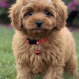 Button (Red Collar Girl) - Red female Cavapoo puppy in Gilbert, Arizona from Azteddybeardoodles