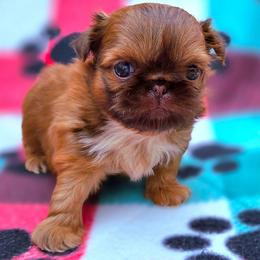Parker he's 3750 - Red male Shih Tzu puppy in Richmond, Texas from Aleka Shih Tzu