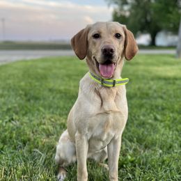 Teal - Labrador Retriever
