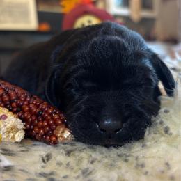 Cornbread - Black male Labrador Retriever puppy in Taylors, South Carolina from Spring Water Labs of the Carolinas