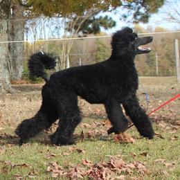 Emma - Poodle