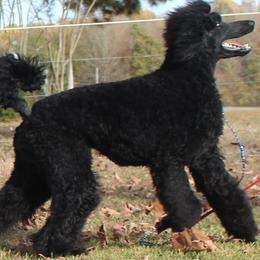Emma - Poodle
