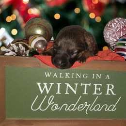 German Shepherd Puppies from Shepherd's Watch