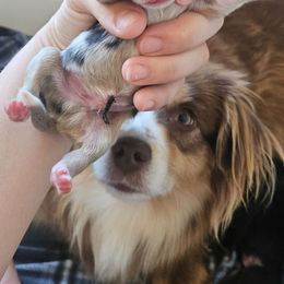 BMM - Blue merle male Miniature American Shepherd puppy in Tonopah, Arizona from King's Miniature American Shepherds