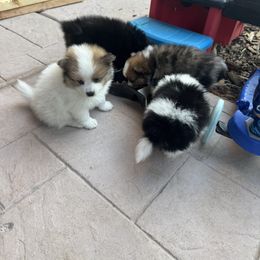 Pomeranian Puppies from Pomni Poms