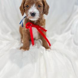 Great Prince - Red  male Goldendoodle puppy in Sulphur, Louisiana from Curly Q’s Of Carlyss