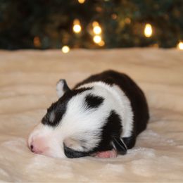 Waffles - Black and tan female Pembroke Welsh Corgi puppy in Leonard, Texas from Southern Rose Corgis