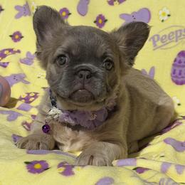 Calla - Tricolors female French Bulldog puppy in Hemet, California from Bowman Pups
