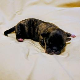 Laurel - Brindle female Lhasa Apso puppy in Hillsboro, Oregon from Luv-N-Laughter Lhasa Apsos