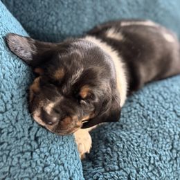 Phoebe - Black tan and white female Basset Hound puppy in Richmond, Kentucky from Walters Hollow Hounds