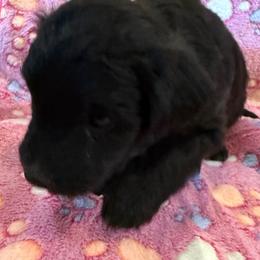 Girl 1 - Black female Bordoodle puppy in Churchill County Fallon, Nevada from Card Family Ranch