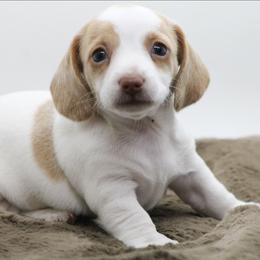 Female 1 - Red female Dachshund puppy in Childress, Texas from Taylor Farms