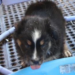 Bandit - Black tri-color male Australian Shepherd puppy in Sonoita, Arizona from Gardner Canyon Kennels