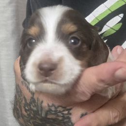 Lucifer Pupkin - Piebald male Dachshund puppy in New Caney, Texas from BouncinMiniWeenies