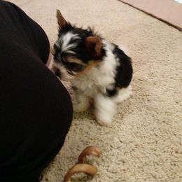 Biewer Terrier Puppies from Imperial BabyDoll Biewers