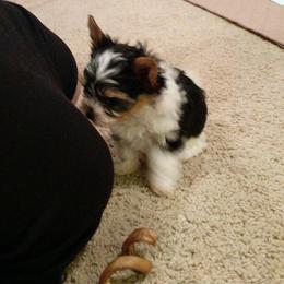 Biewer Terrier Puppies from Imperial BabyDoll Biewers