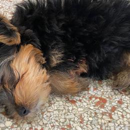 Poodles, Yorkipoos, and Yorkshire Terriers from Top Notch Pupz