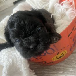 Shih Tzu Puppies from Riley Family Kennel
