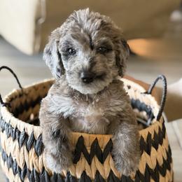 Truffle - Merle male Labradoodle puppy in Brownsville, Texas from The Doodle Crew