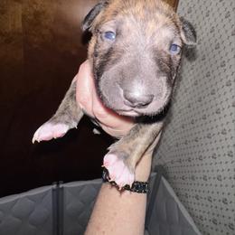 Ash - Brindle and white male Bull Terrier puppy in Springfield, Ohio from Lynn Hill Bull Terriers