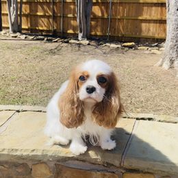 Snow - Cavalier King Charles Spaniel