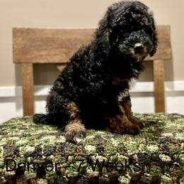Poodle Puppies from Grandy’s Pretty Poodles