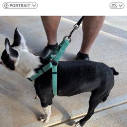 Puppy 3 - Black and white male Boston Terrier puppy in Covington, Georgia from Tuxedo Bostons of Atlanta