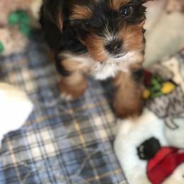 Yorkshire Terrier Puppies from Jackie Jenny’s Precious Yorkies