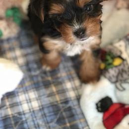 Yorkshire Terrier Puppies from Jackie Jenny’s Precious Yorkies