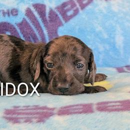 Boy - Black male Dachshund puppy in Missouri from Eridox Dachshunds