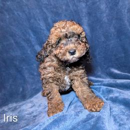 Iris - Brown and tan female Cockapoo puppy in Sunset, Louisiana from Cano Cockapoos