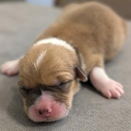 Blanche - Red female Pembroke Welsh Corgi puppy in Mount Vernon, Ohio from Rose Water Corgis in Ohio